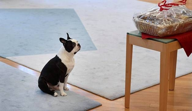 Smiling dog dies in Finland - news, Boston Terrier, Finland, Dog, Longpost, 