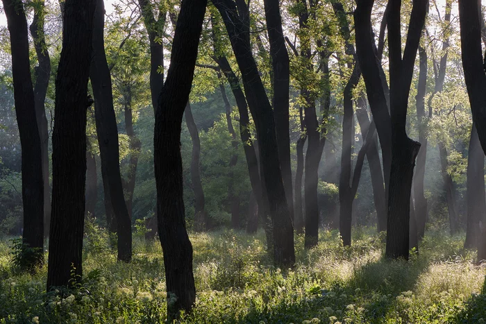 Morning in the park - My, Forest, The photo, Light, The sun, Tree, Morning