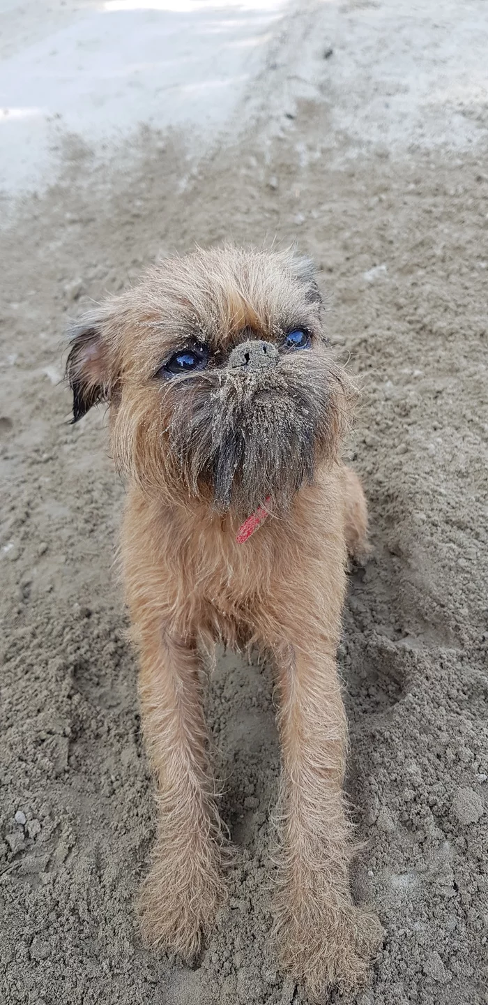 Galaxy in the eyes - My, Dog, The photo, Sand, Brussels Griffon, Galaxy, Water