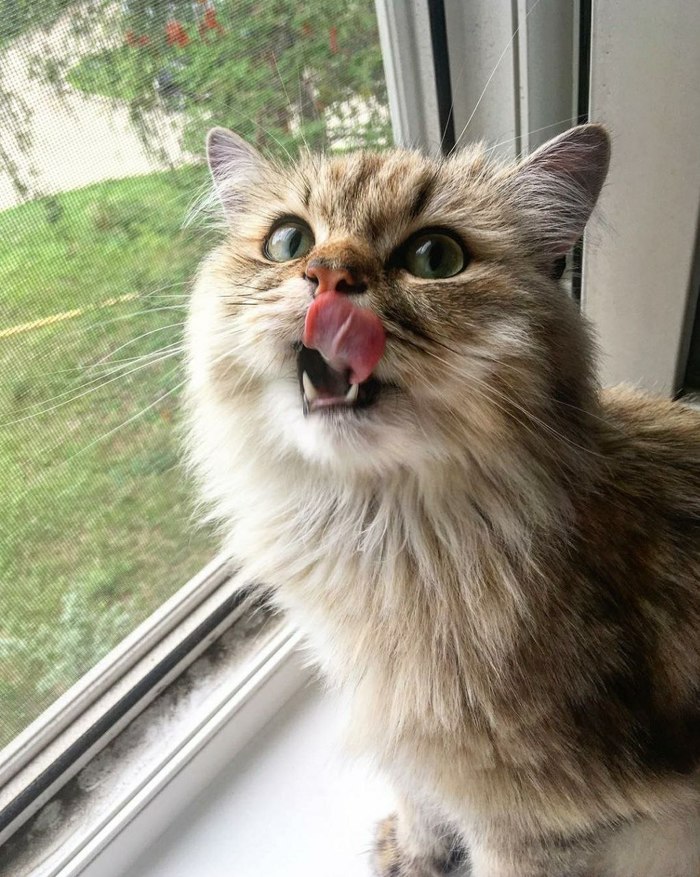��� ������