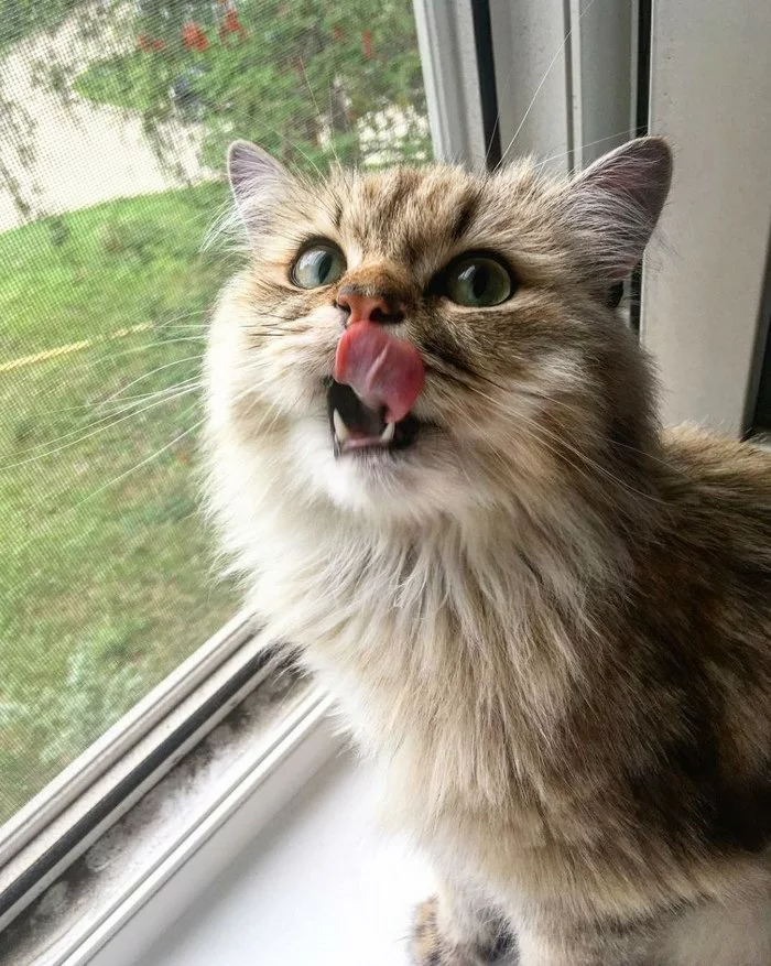Cat Leonid - cat, No rating, Fluffy
