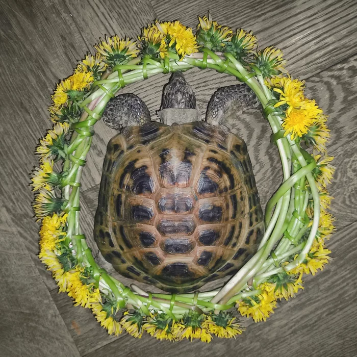 Reply to the post May 23 - World Turtle Day - My, The calendar, Turtle, World Day, Dandelion, Wreath, Reply to post, Pets