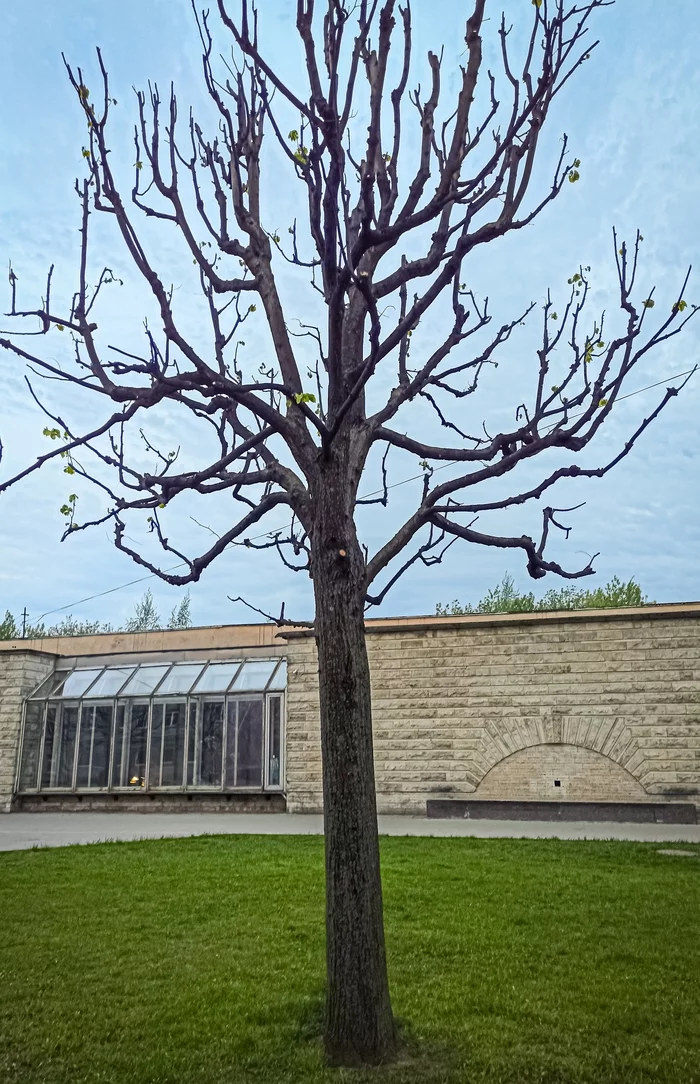 Tree - My, Mobile photography, Tree, Street photography