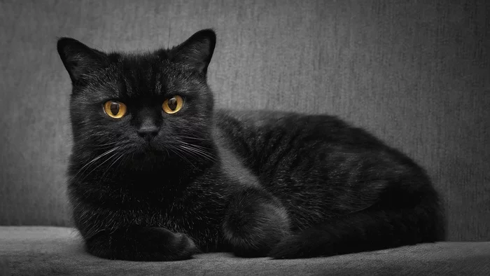 Eyes of yellow fire - My, Black cat, Eyes, , Pets, cat