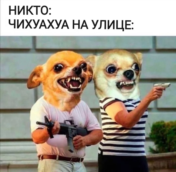 Chihuahua - Chihuahua, Dog, Memes, Picture with text, No one