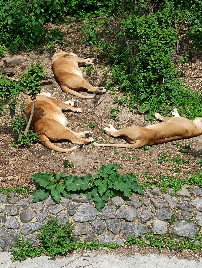 Three maidens by the window - My, Lioness, Animals, Wild animals, a lion, Big cats, The photo, Dream, Cat family