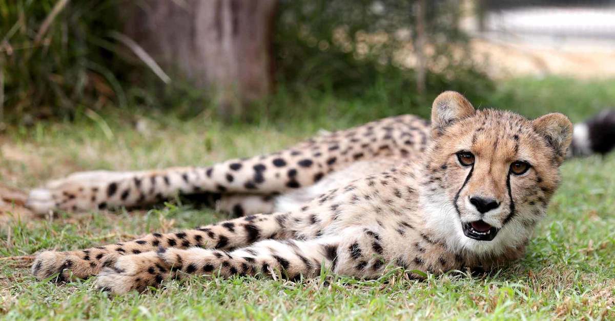 The best Australian cats) - Cheetah, Serval, Caracal, Small cats, Leopard, Clouded leopard, Big cats, Australia, , Milota, Cat family, Reserves and sanctuaries, Longpost, Wild cat center