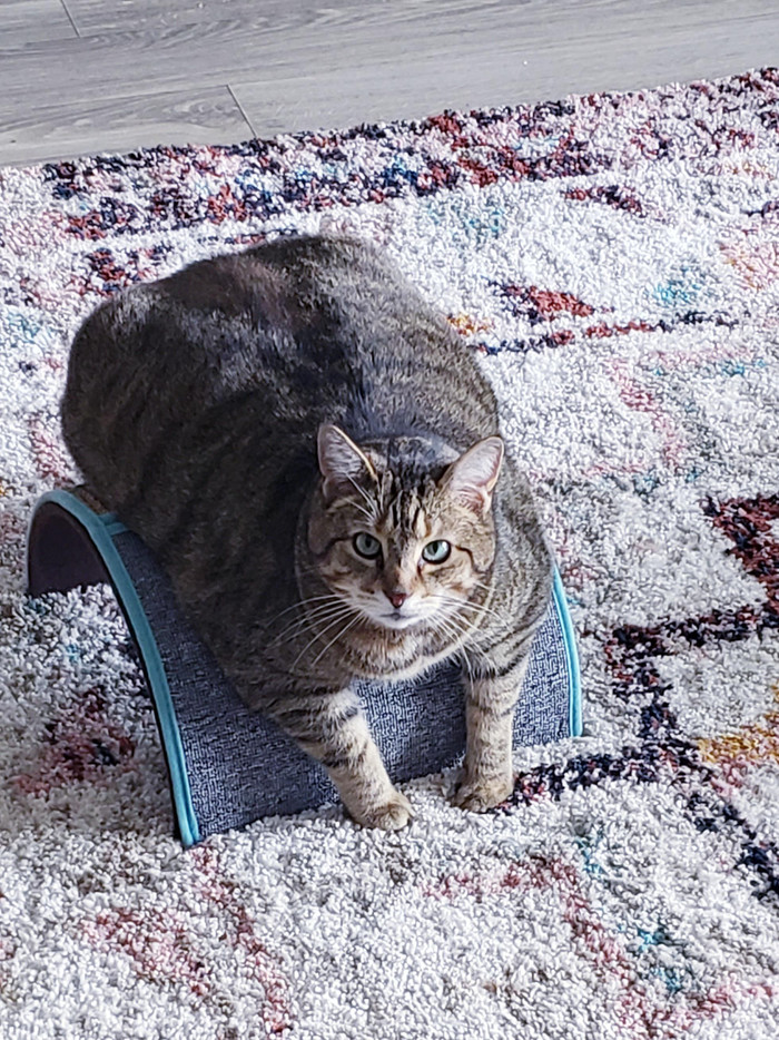 ��� ������