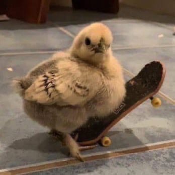 He was a punk, she was a ballerina - Avril lavigne, Skateboarder, Ballet, 2000s, Chickens