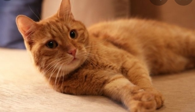 Curious cat - Milota, Redheads, Curiosity, Favorite, Longpost, cat
