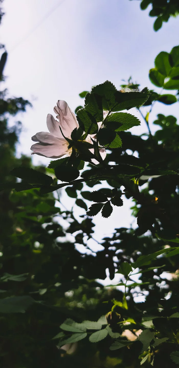 Fairy Wings... - My, Mobile photography, beauty of nature, Bloom, Magic, Tenderness, Longpost