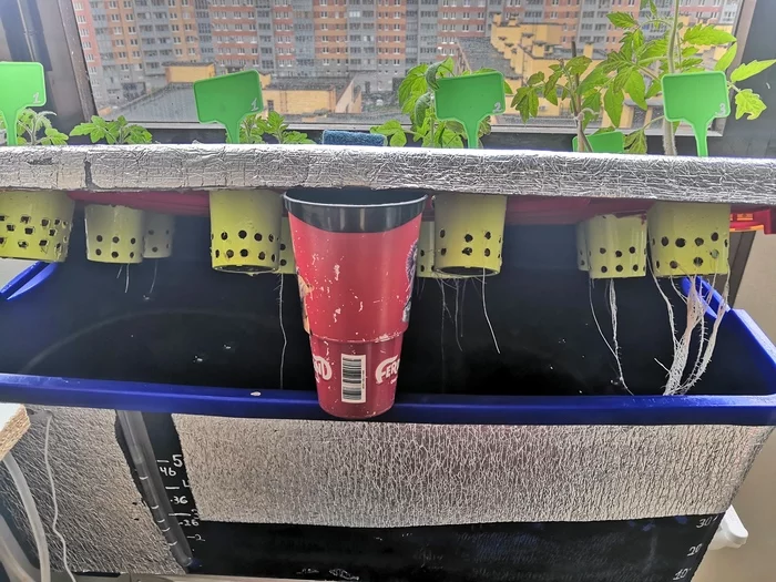 My hydroponics. - Longpost, GIF, Plant growing, Tomatoes, Vegetable garden on the windowsill, Vegetable growing, Vegetables, With your own hands, Progressive crop production, Hydroponics, My