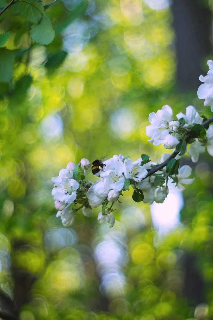 All at work) - My, Spring, Canon, Forest, Bumblebee, Pentacon, The photo