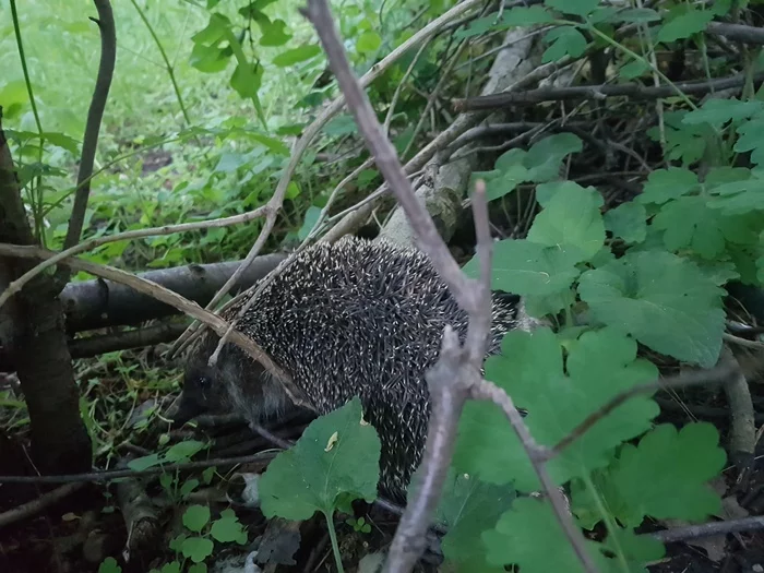 Hedgehog - My, Hedgehog, Nature, Walk