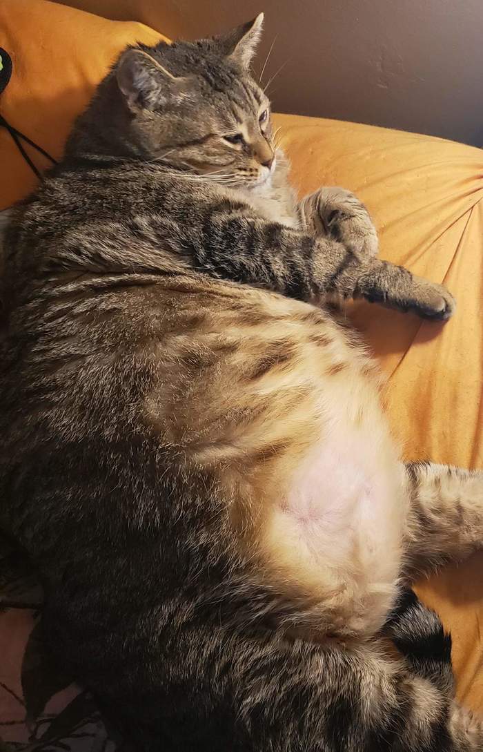 Chubby - cat, The bone is fluffy, Fat cats, Pets
