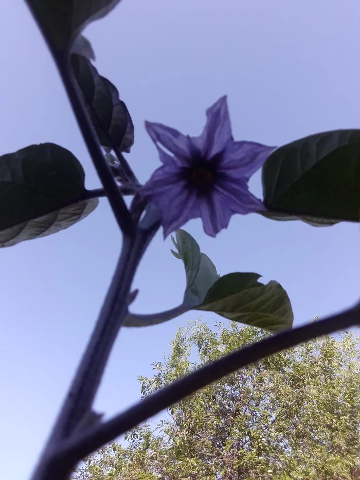 eggplant flower - Flowers, Eggplant, Garden
