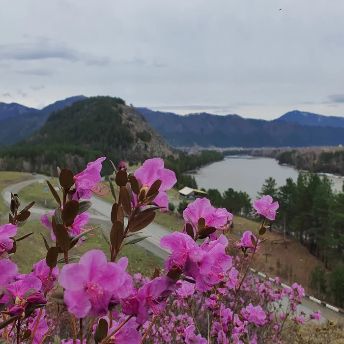 Beautiful Gorny Altai - My, Nature, Mountain Altai, The mountains, Travels, Travel across Russia, Altai, Longpost, Altai Republic