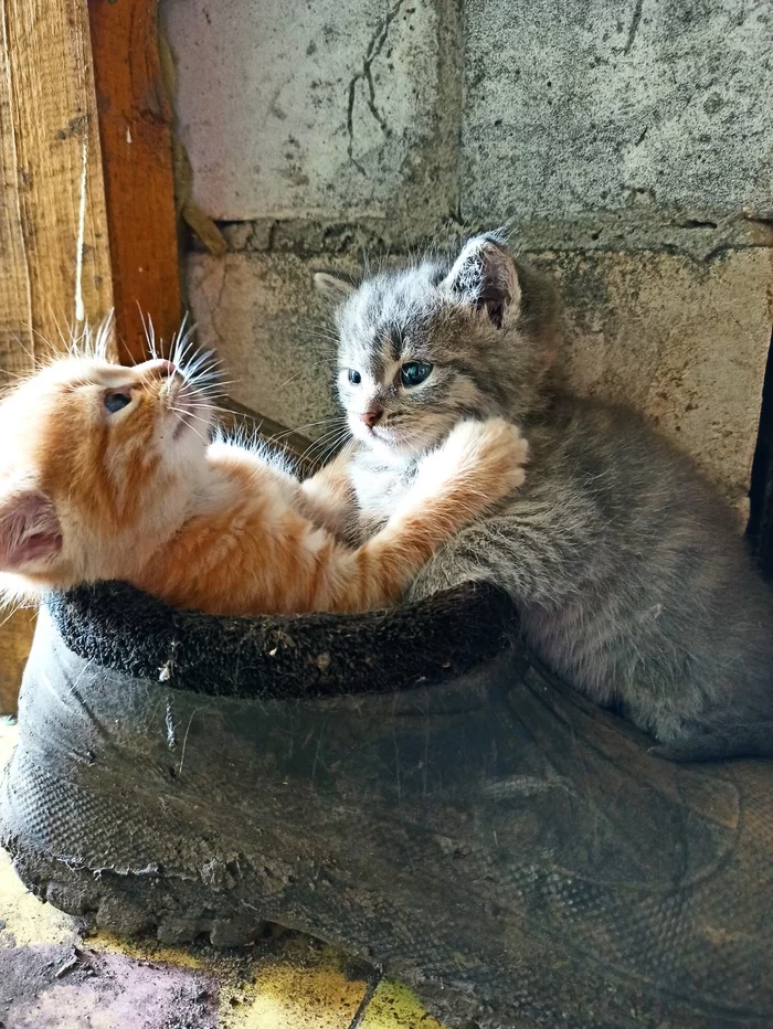 Babies in galoshes - My, cat, Kittens, The photo