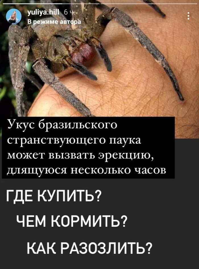 Eternal questions... - Spider, Erection, Humor, Question, Picture with text