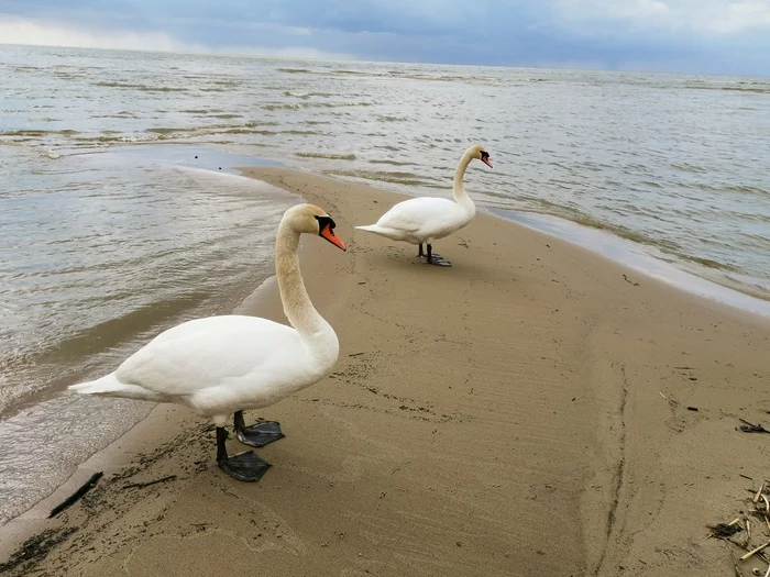 Photo from the Curonian Spit - My, Mobile photography, Curonian Spit, The nature of Russia, Longpost