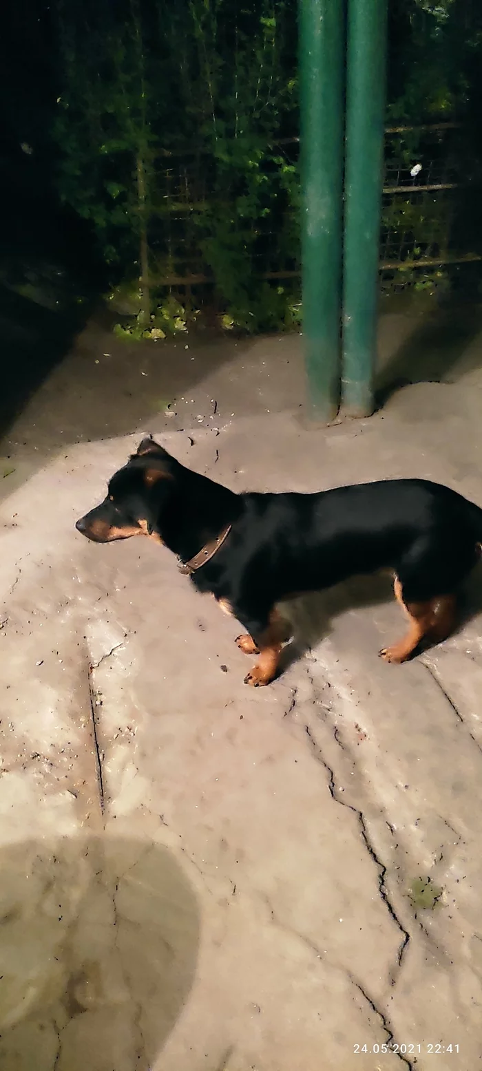 Found a dog Odessa, pos. Kotovsky - My, Odessa, Search for animals, Suvorovsky, Found a dog, Lost, Longpost, Dog, No rating