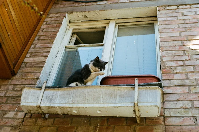 cat cabinet - My, cat, camera roll, The photo, Pets, Kodak, Nikon, Film, 35mm