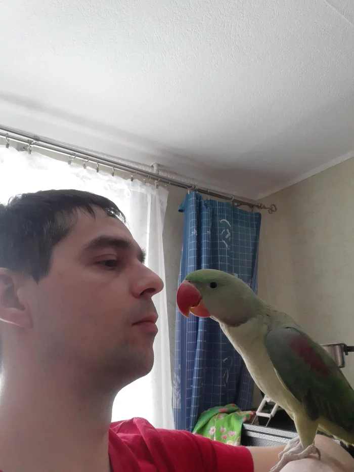 Everyone posts cats, but I have a bird) - A parrot, Birds, Necklace parrot, Pets, The photo