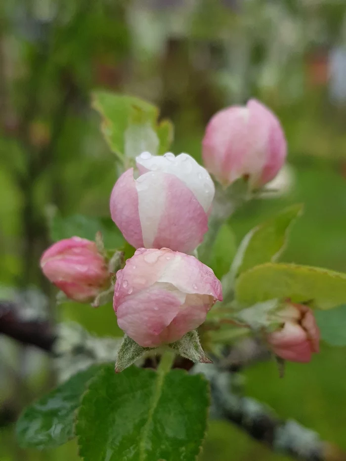 When apple trees bloom... - My, Leningrad region, Photo on sneaker, Mobile photography, Samsung Galaxy Note 8, Spring, Rain, Longpost