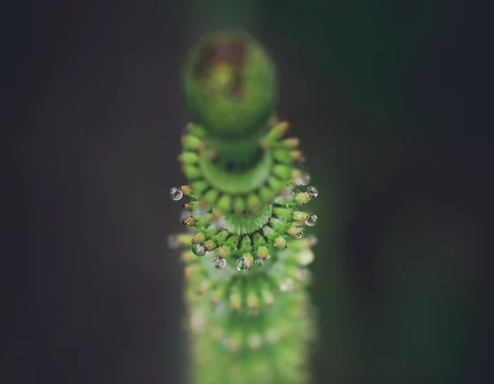 Horsetails after the rain - My, The photo, Equisetum, Longpost, Plants