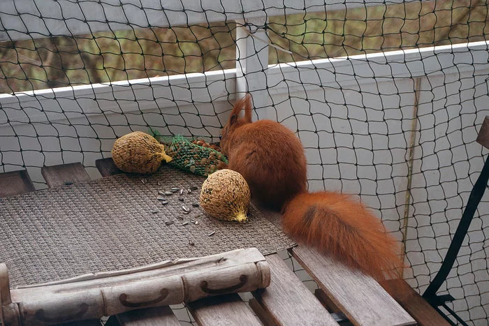 Alien from outside - Pets, Wild animals, Longpost, The photo, Squirrel, cat, My