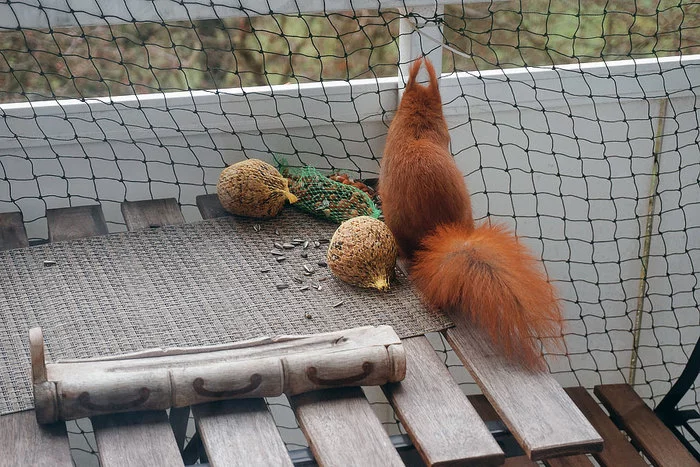 Alien from outside - Pets, Wild animals, Longpost, The photo, Squirrel, cat, My