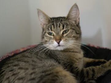 Moscow and MO! - My, cat, Kittens, Moscow, Moscow region, City of Queens, In good hands, Kindness, Good league, , No rating, Is free, Help, Animals, Pets, Animal Rescue, Animal shelter, Homeless animals, Help me find, Master, Friend, House