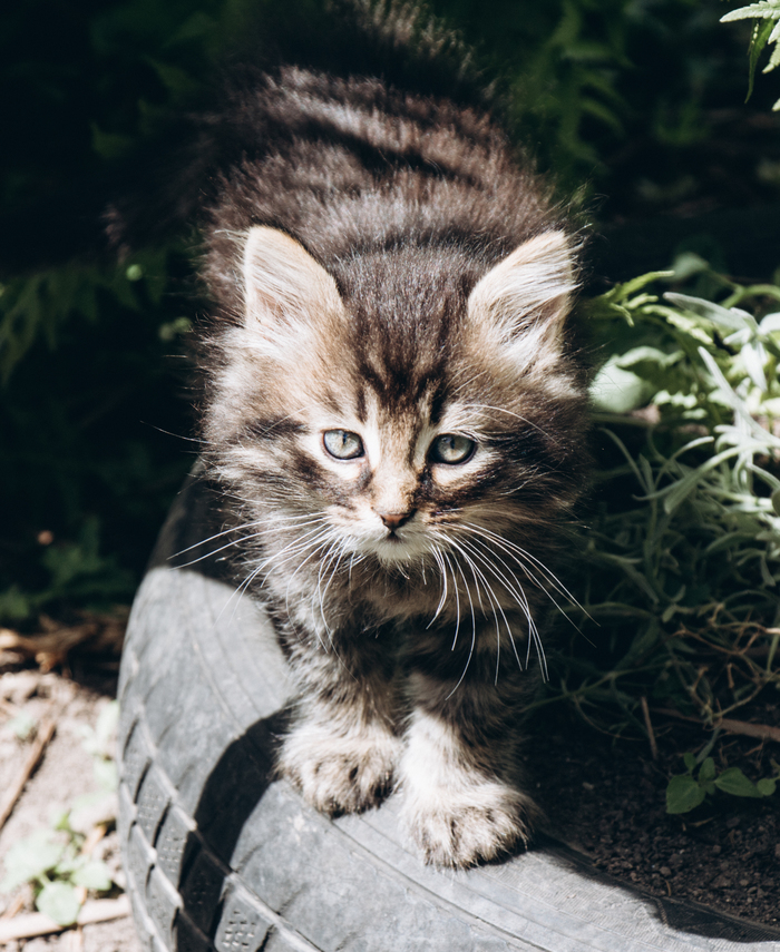 ����������� ����� �� ��������)