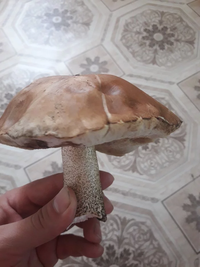 Edible or not? - My, Mushrooms, 