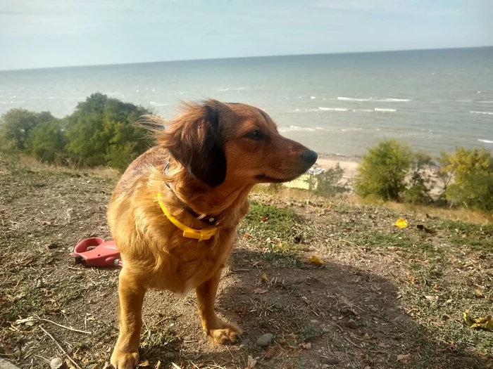 Reply to the post Take a picture, like the very calmness and serenity - My, Dog, Sea, The photo, Long-haired dachshund, Reply to post