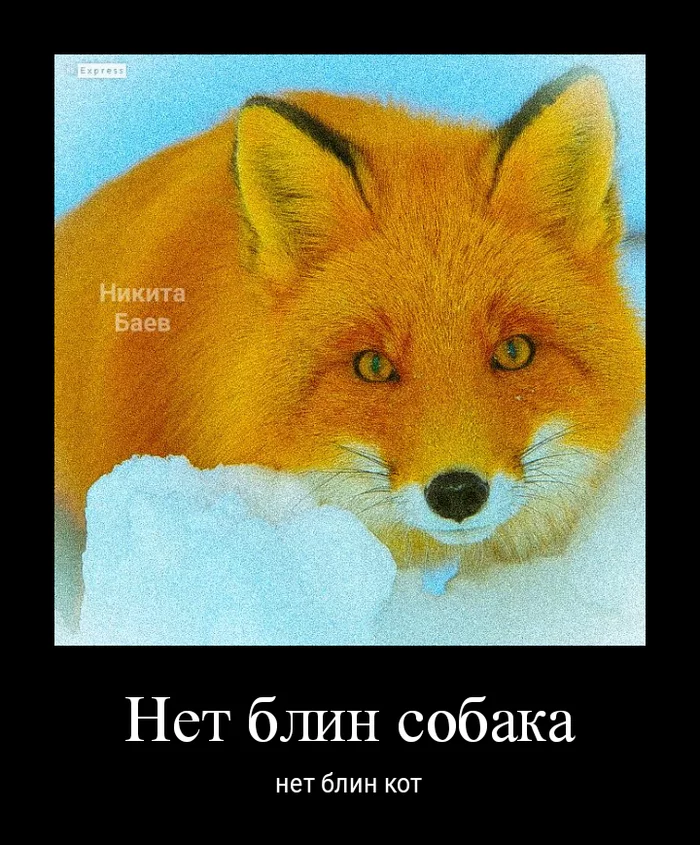 Эх - Моё, Кот, Лиса, Длиннопост