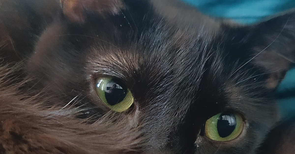 Покажи код кота. Кот ONEPLUS.