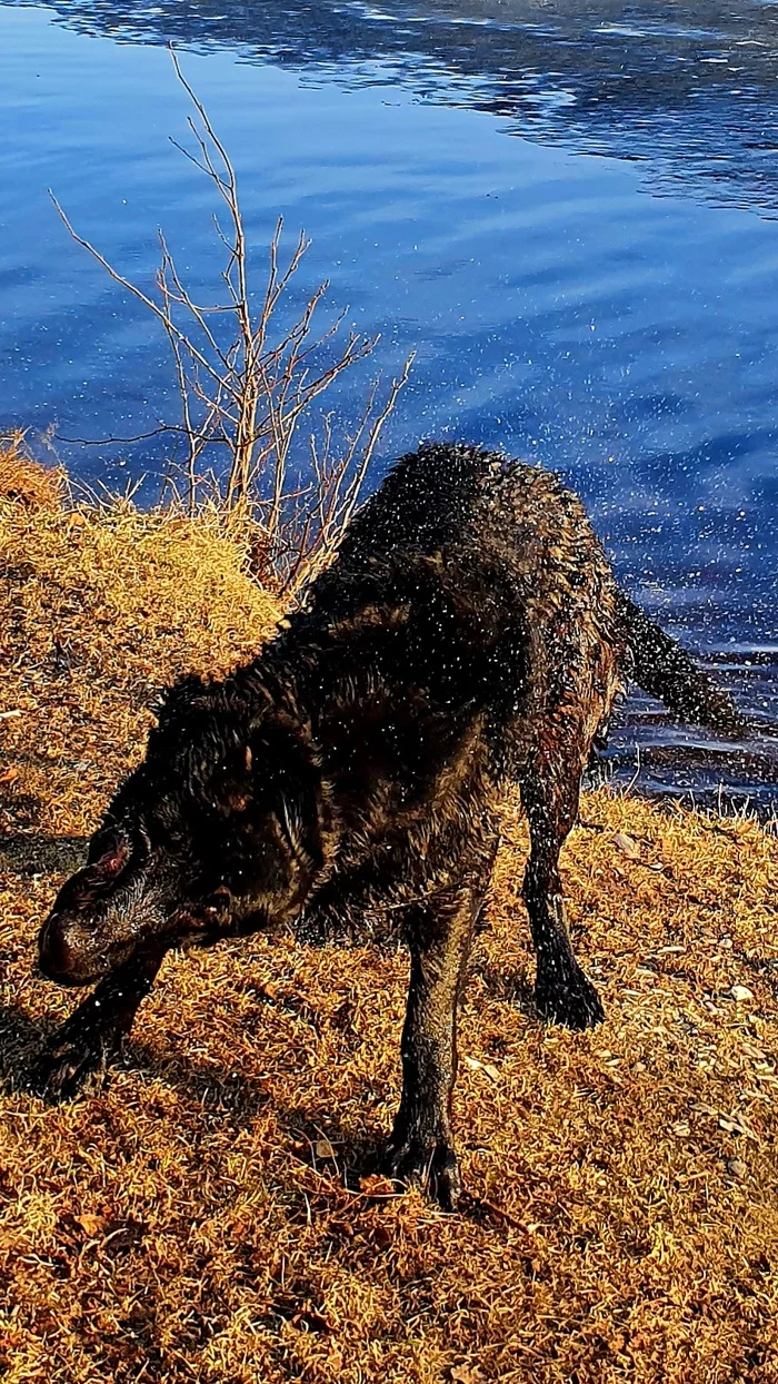 Wool drill - Dog, East European Shepherd