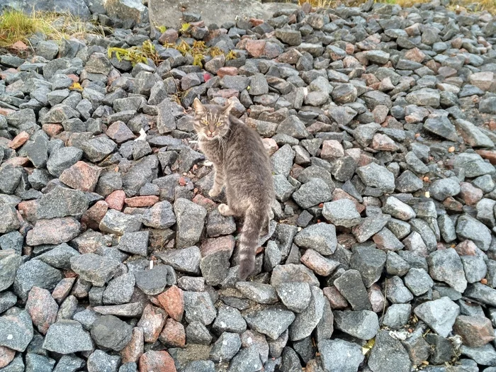 Disgruntled cat - My, cat, The photo, Severomorsk