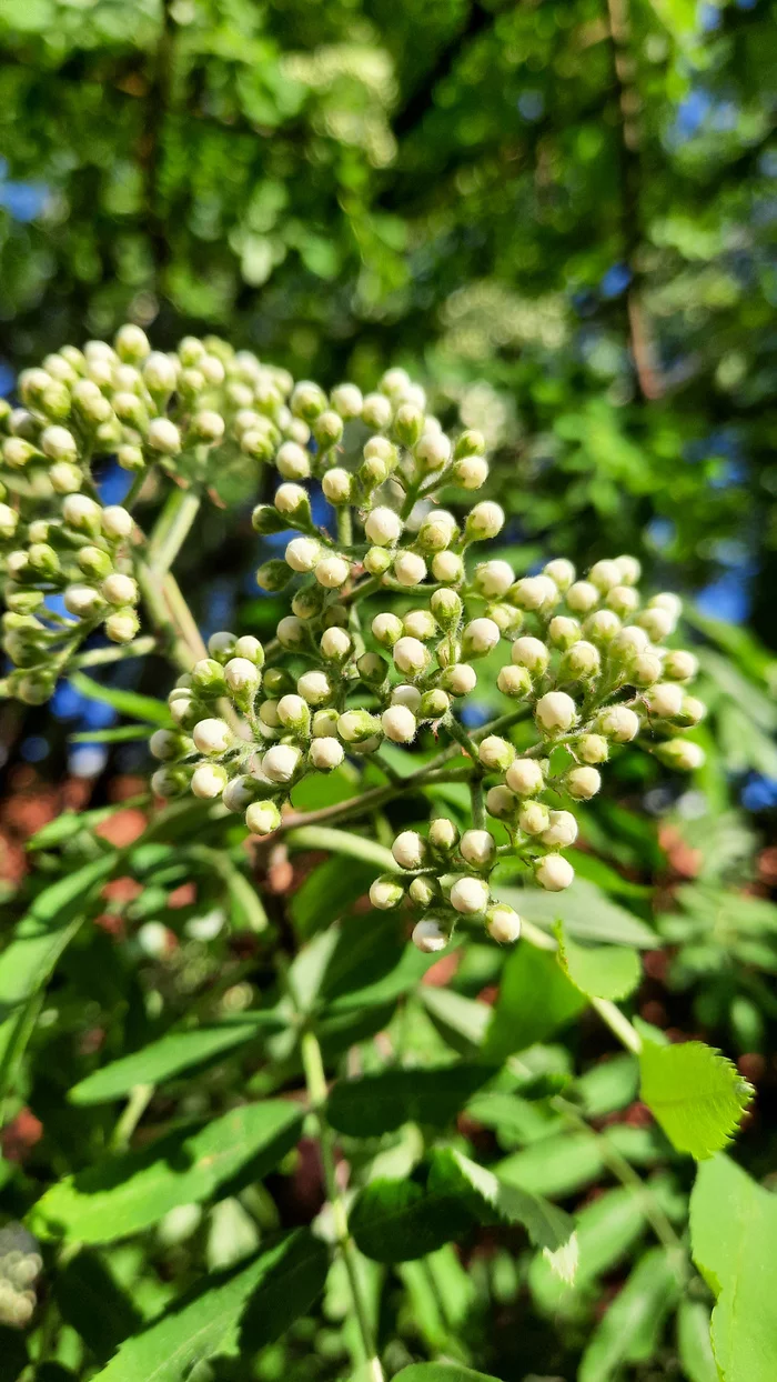 Spring - My, Spring, Rowan, Bloom