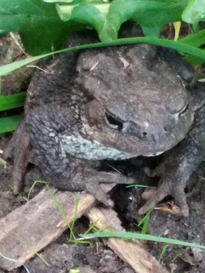 Toad Princess) - My, Village, Mobile photography, Toad