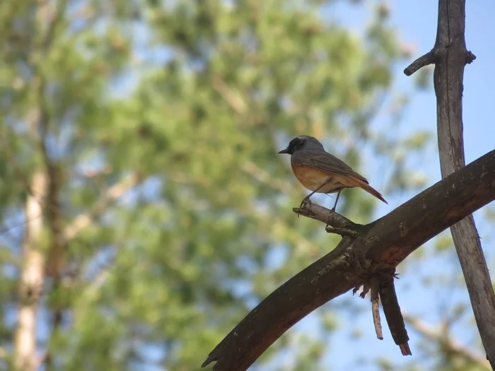 Redstart - My, Redstart, Birds, Ornithology, Bird watching, The photo