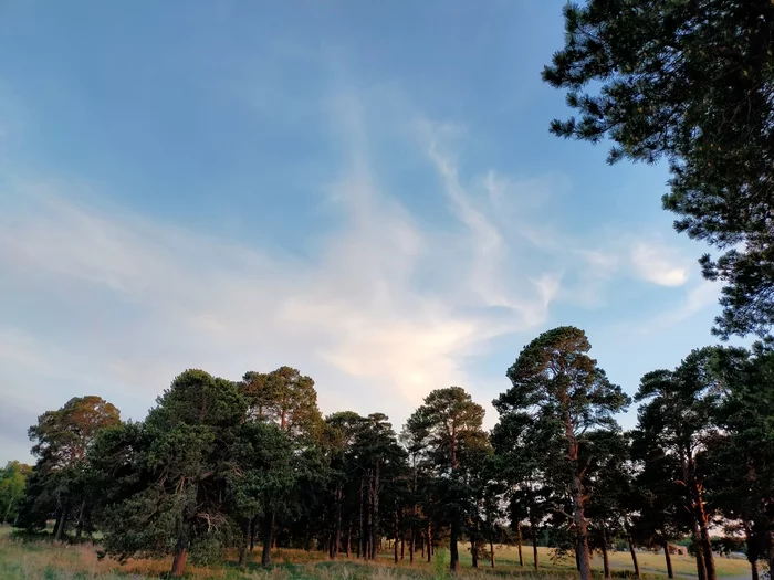 A little forest in a ribbon - My, Forest, Photo on sneaker, Pine, Sky