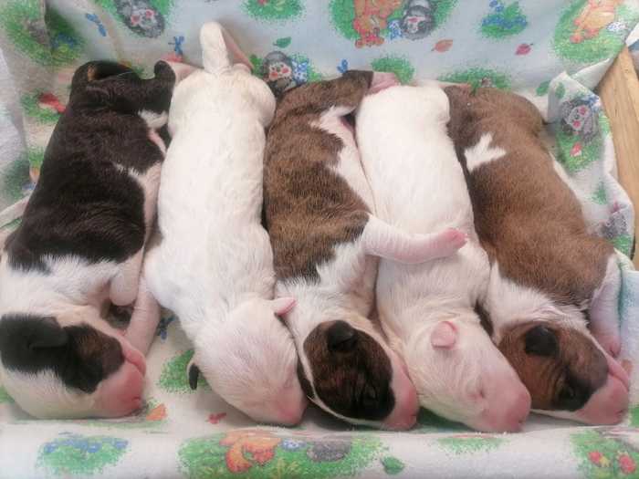 The best babies in the world - My, Bull terrier, Puppies, Milota, Video, Dog, Pets