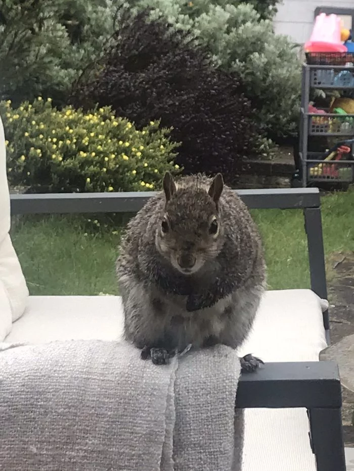 Eating dried fruit squirrel - My, Squirrel, Good morning, Garden, Dried fruits, Video