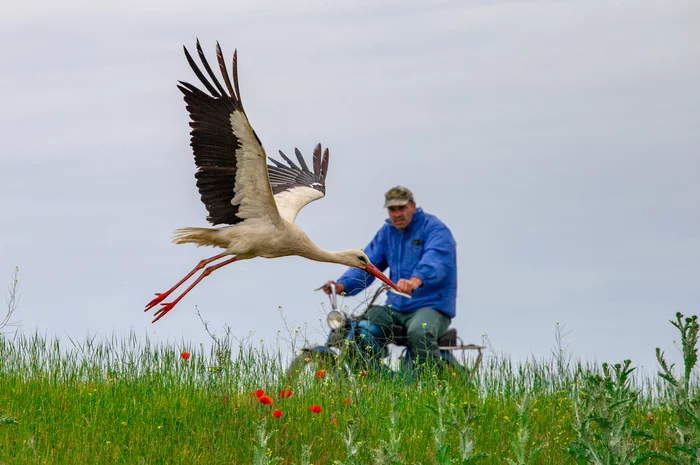 Kovilsko-Petrovaradinsky Rit - My, Serbia, The photo, Stork, Horses, Birds, Longpost