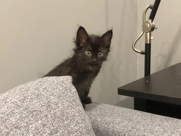 Greetings from home from the little black kitten I didn't let drown - My, Kittens, cat, House, Found a home, Animal Rescue, Video, Longpost, Black cat