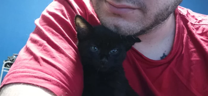 Greetings from home from the second non-fluffy black kitten that I did not let drown - My, cat, House, Animal Rescue, Found a home, Video, Longpost, Black cat, Kittens