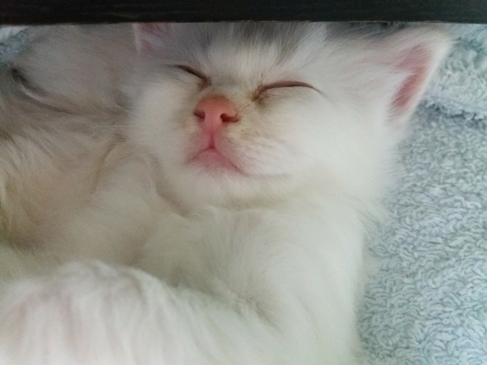 Пушистые и беззаботные Кот, Котята, Пушистые, Радость, Умиление, Позитив, Длиннопост