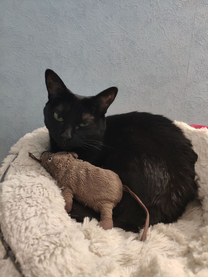 Было и стало Черный кот, Позитив, Длиннопост, Кот